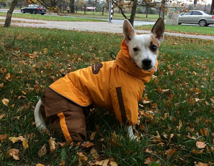 Aramis  suņu apģērbs /Ziemas kombinezons,M